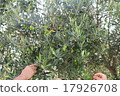 Olive tree 17926708