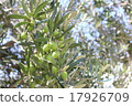 Olive tree 17926709