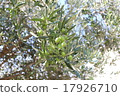Olive tree 17926710