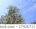 Olive tree 17926711