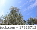 Olive tree 17926712