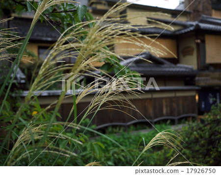 Gion Shirakawa Susuki Gion Shirakawa Susuki 17926750