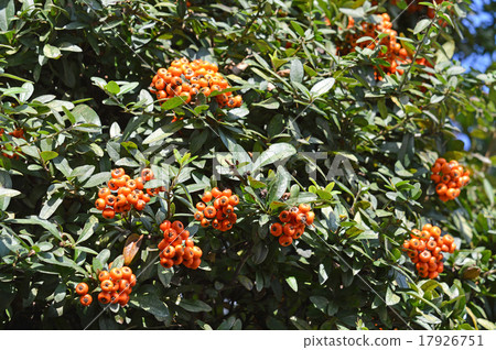 Pyracantha fruit Pyracantha fruit 17926751