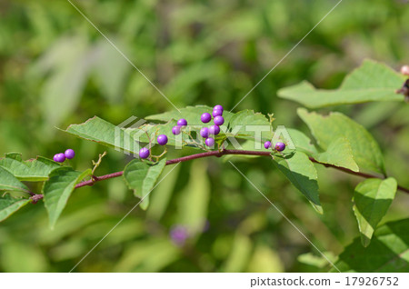 Komurasaki (small purple) 17926752