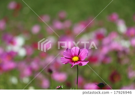 Cosmos Cosmos 17926946