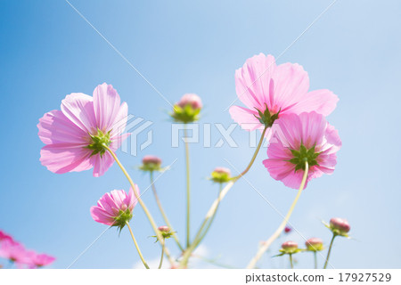 Cosmos 17927529