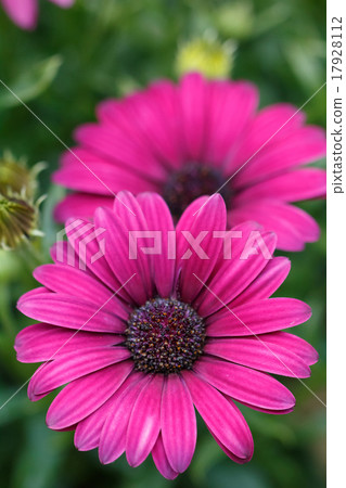 黛西的花 17928112