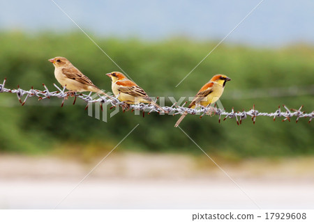 birds three perched on the barb 17929608