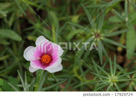2 flowers bloom Matsuba button flowers 17929724
