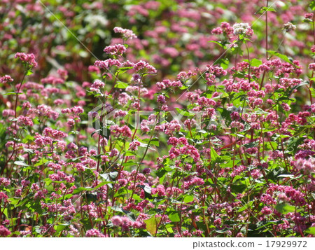 紅色花蕎麥 17929972