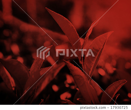 Green leaves in Sri Lanka Environment Concept 17930725