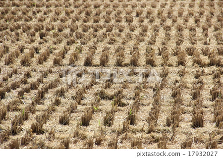 Rice field after cutting 17932027
