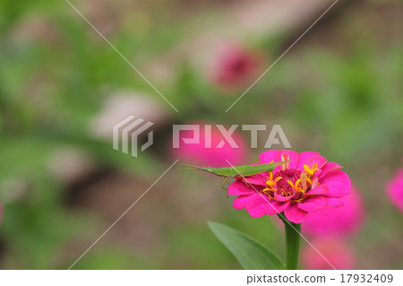 Grasshopper and red-bean flower 17932409