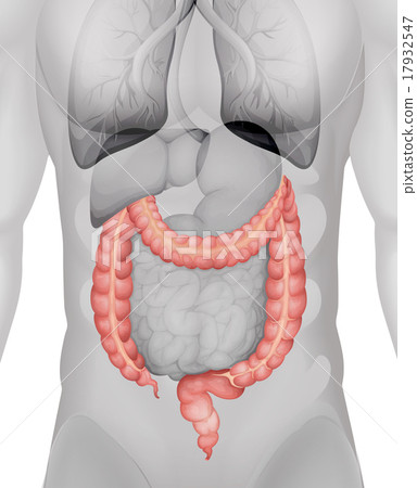 Large intestine in human body 17932547