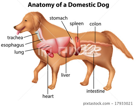 Anatomy of domestic dog 17933021