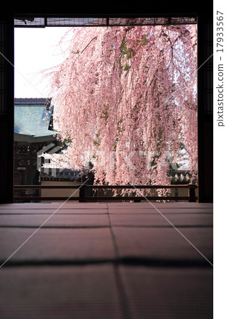 March Kyoto Takadaiji branch cherry blossoms 17933567