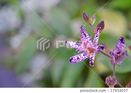 Hototogisu flower 17934037