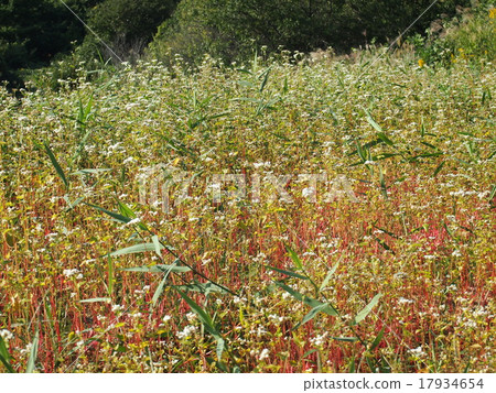 蕎麥田 17934654