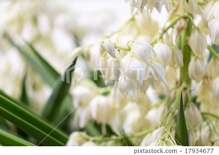 青年樹（絲蘭）花 17934677