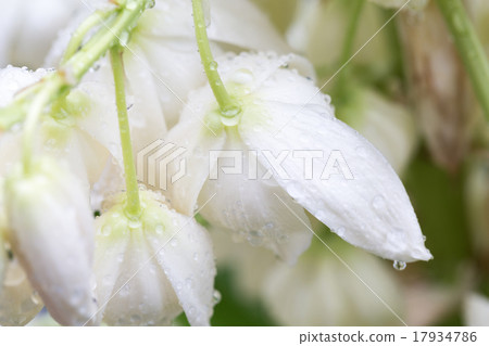 Youth tree (Yucca) flowers 17934786