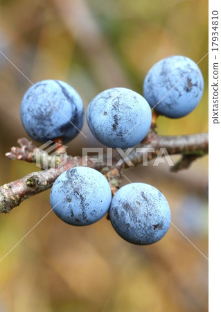 Sloe detail 17934810