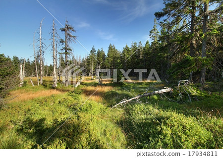 Peat bog landscape 17934811