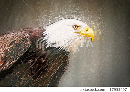 Portrait of a bald eagle. Drawn illustration 17935497