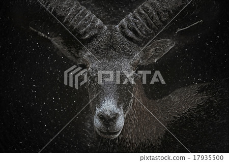 Mouflon portrait. Digital drawing 17935500