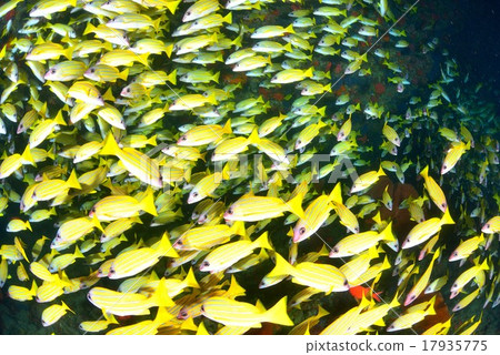 Yosugefudai 17935775