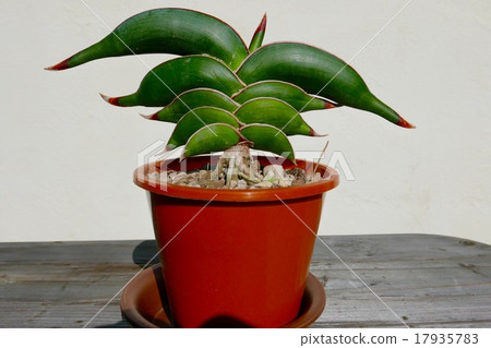 Potted plant of Sansevieria and Lorida 17935783