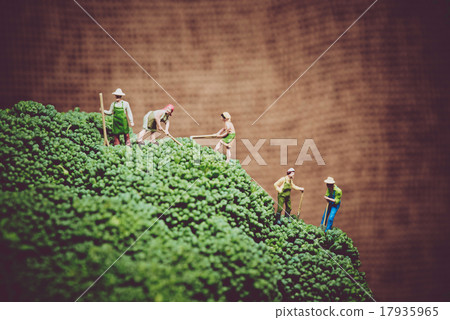Miniature farmers harvesting broccoli. Miniature farmers harvesting broccoli. 17935965
