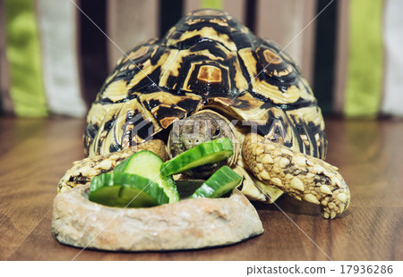 Cute Leopard tortoise is feeding green cucumber Cute Leopard tortoise is feeding green cucumber 17936286