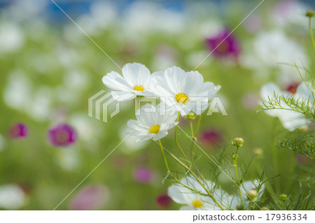 White cosmos 17936334