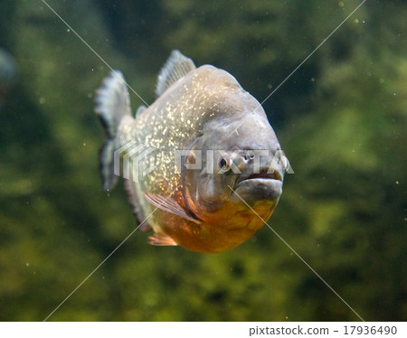 Piranha dangerous freshwater fish underwater 17936490