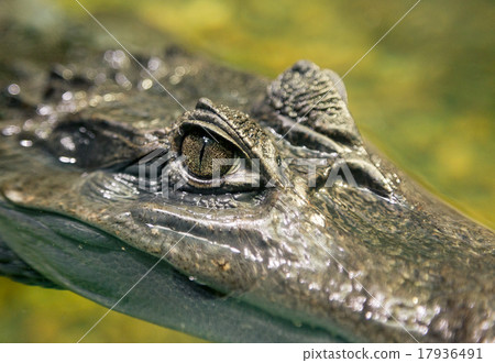 Close-up of Crocodile Eye 17936491