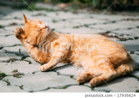 Red Tabby Cat Male Kitten Lick Washes Itself Red Tabby Cat Male Kitten Lick Washes Itself 17936624