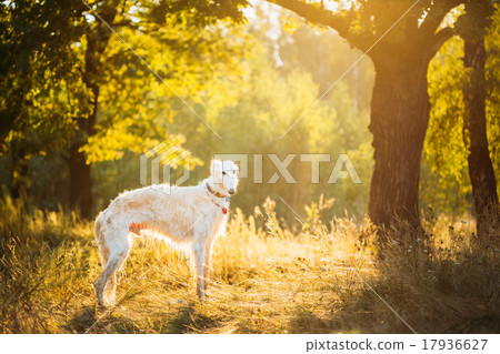 White Russian Dog, Borzoi, Hunting dog in Summer 17936627
