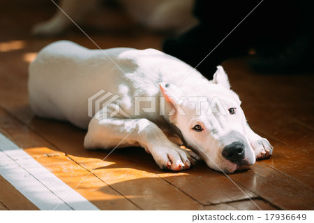 Stock Photo: Young White Dogo Argentino Dog laying On Wooden