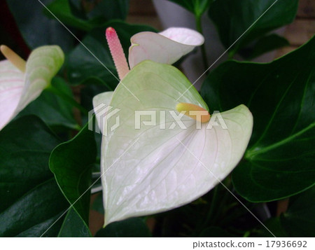 Anthurum白色 Anthurum白色 17936692