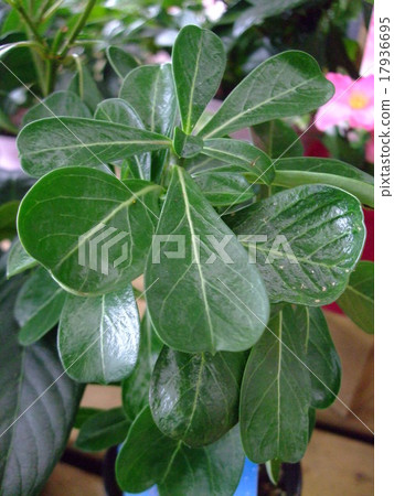 夾竹桃葉 夾竹桃葉 17936695