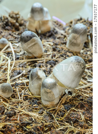 Straw mushrooms cultivated on rice straw beds Straw mushrooms cultivated on rice straw beds 17937177