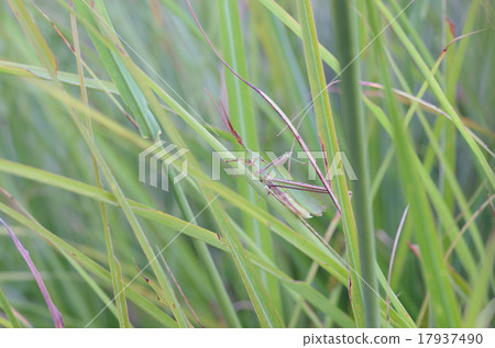 Shoulou grasshopper (available in an illustration) 17937490