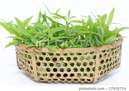 Lemon verbena Lemon verbena 17938714