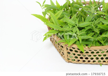 Lemon verbena Lemon verbena 17938715