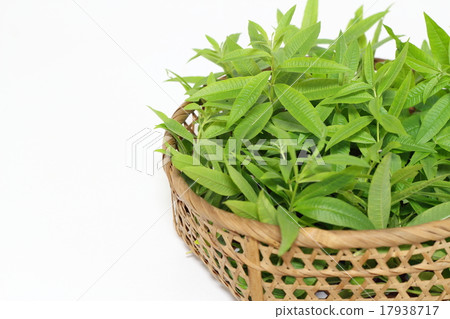 Lemon verbena 17938717