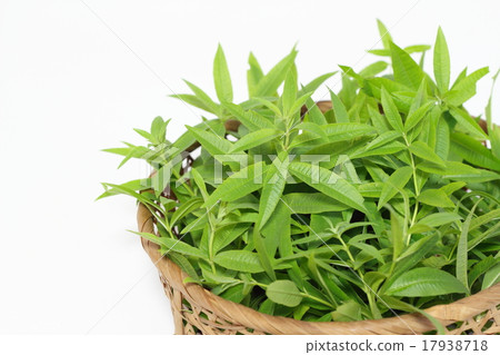 檸檬馬鞭草 17938718