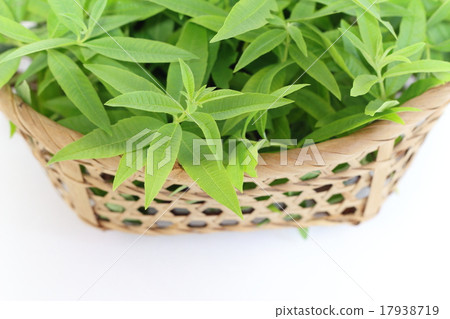 檸檬馬鞭草 17938719