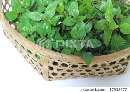 薄荷 薄荷 17938777