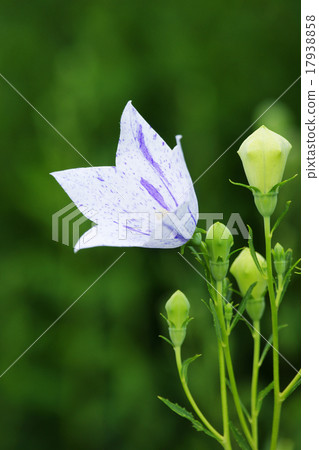 Bellflower Bellflower 17938858