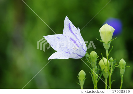 Bellflower Bellflower 17938859